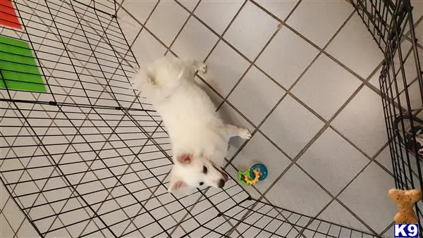 a white american eskimo dog dog in a cage